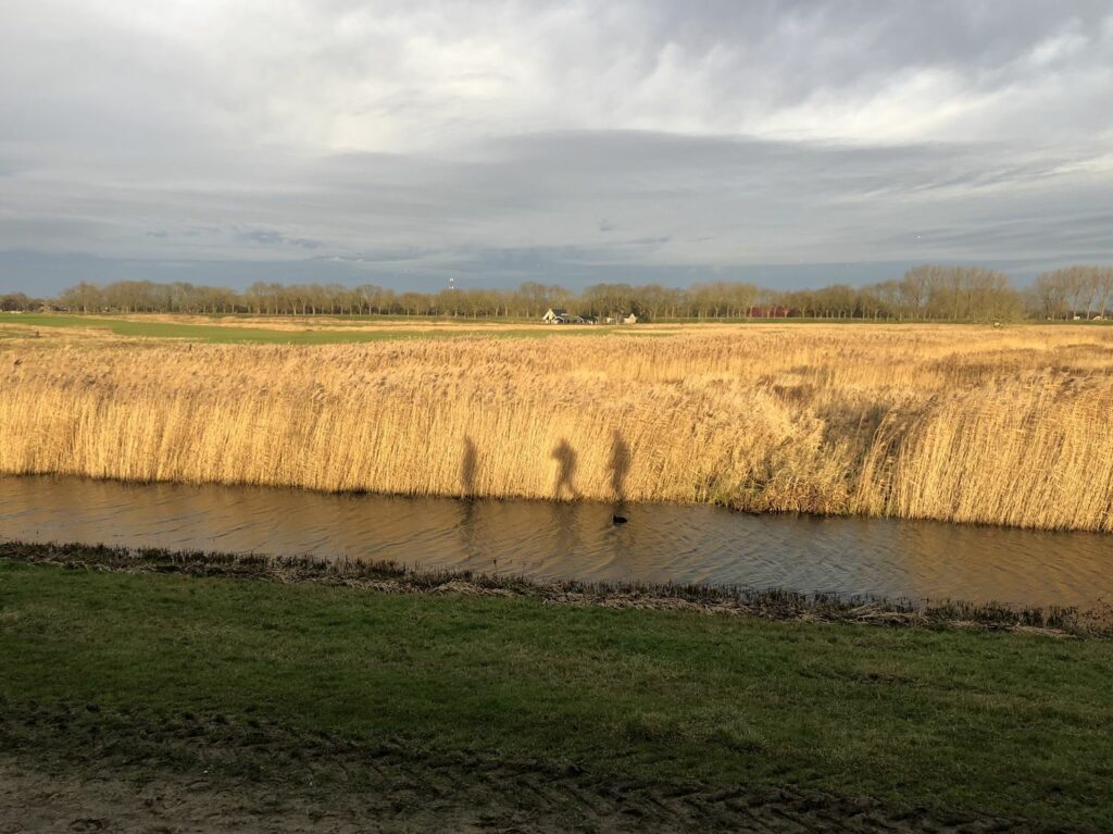 Wandeling Nieuwe Dordtse Biesbosch