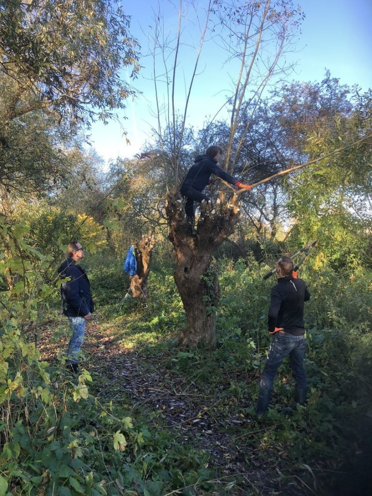 Wilgen knotten – VOLGEBOEKT