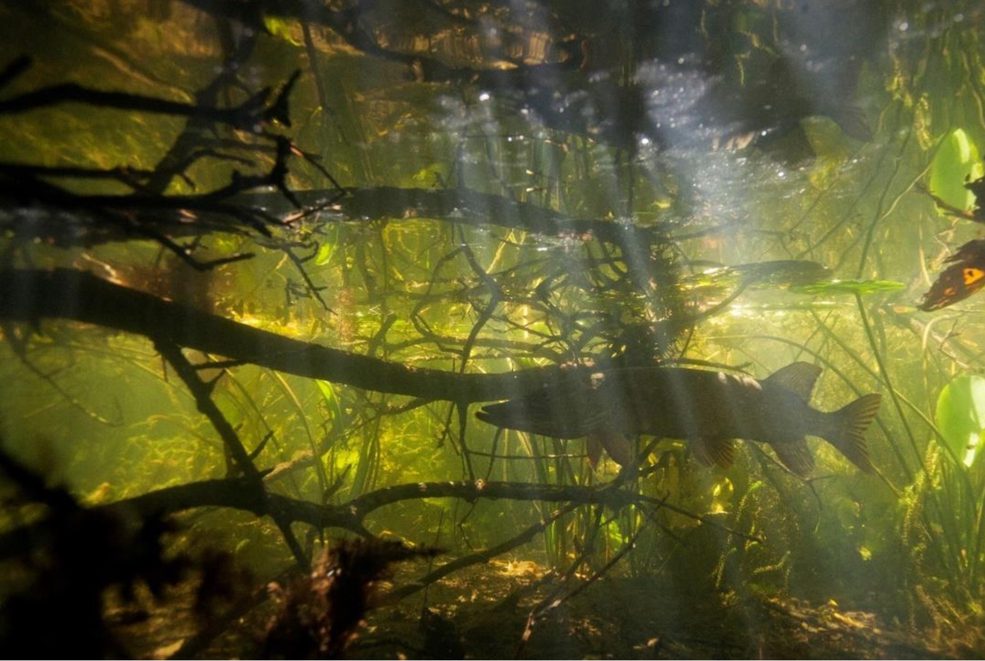 Lezing Waterkwaliteit voor Dummies