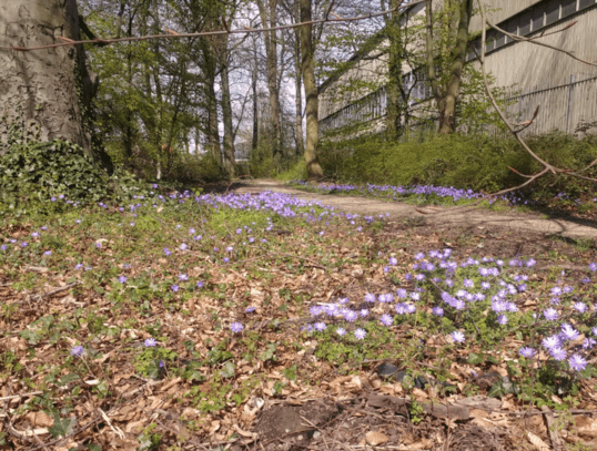 Lezing ‘Stinzenplanten, of toch niet?’