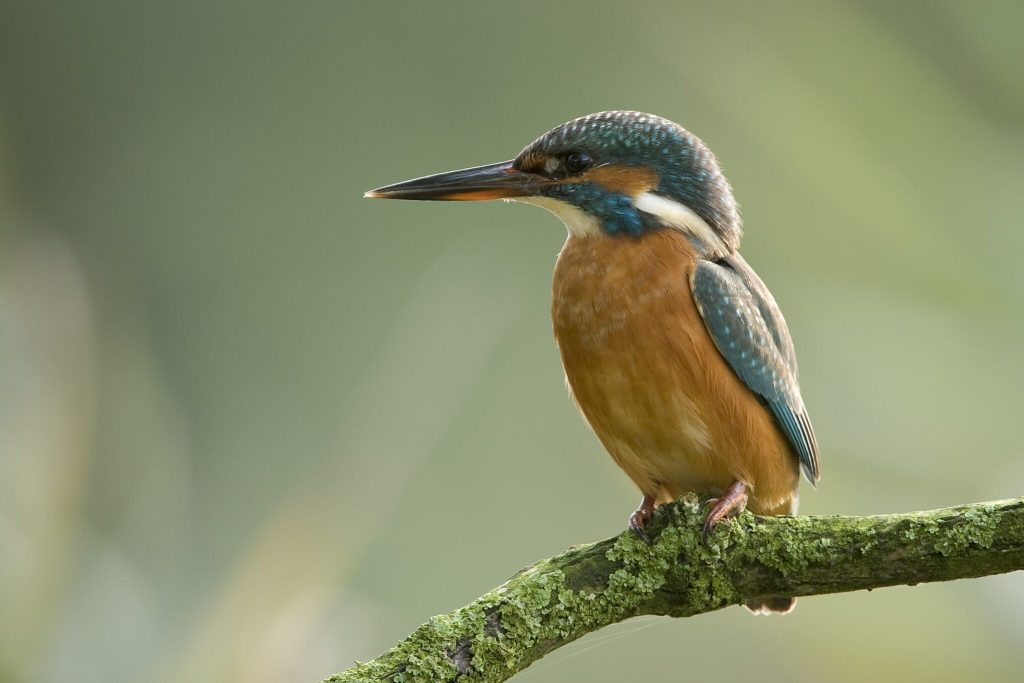 Avontuurlijke vogeltocht