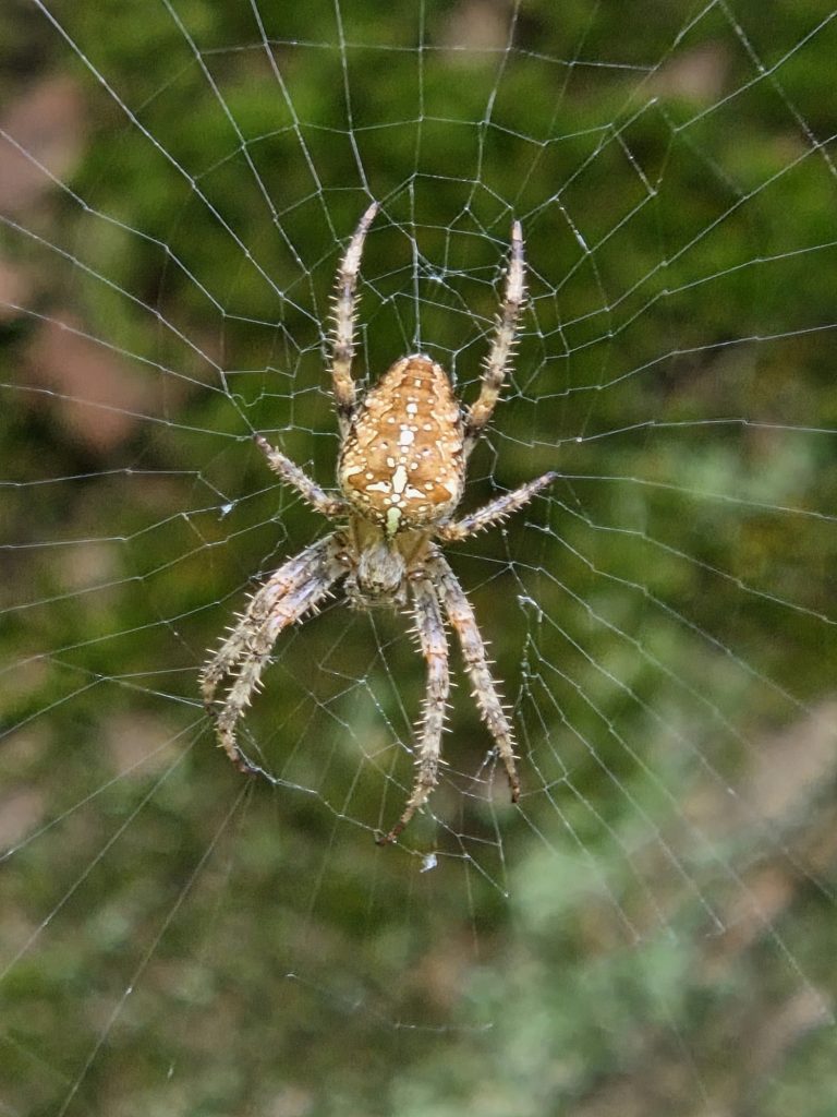 Ontdek de fascinerende wereld van spinnen